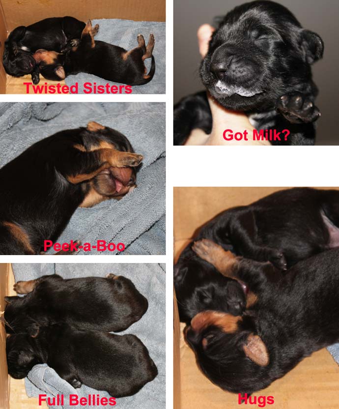 Four images of newborn puppies in various poses, with playful text captions like "twisted sisters," "got milk?," "peek-a-boo," and "hugs.