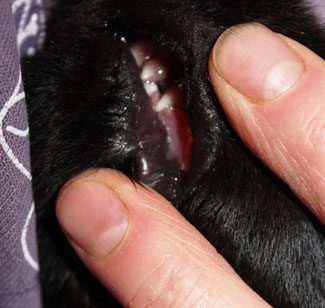 Close-up of a person's fingers holding open a black dog's mouth to reveal its teeth and gums.