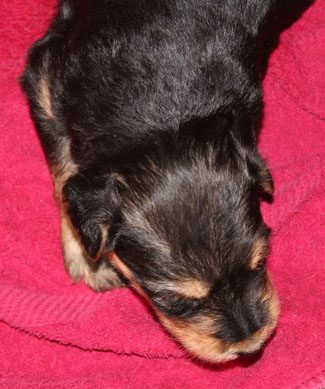 A small black and tan puppy sleeping on a red blanket.