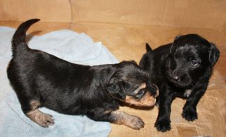 Two small puppies, one black and one with black and tan fur, play together on a towel inside a wooden box.