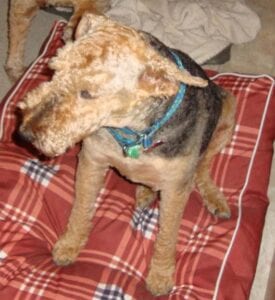 Airedale terrier sitting on a checkered dog bed, wearing a blue collar with a tag, surrounded by a blanket and partial view of another dog.