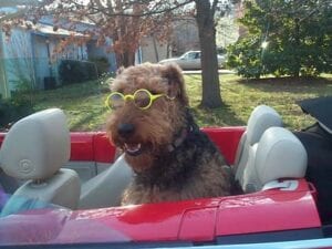 A smiling brown dog wearing yellow glasses sitting in the passenger seat of a red convertible car.