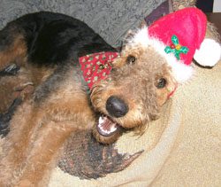 Ritzi wearing a Santa hat