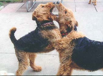 Lacy and Miley playing.