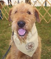 Ted with a handkerchief and a leash