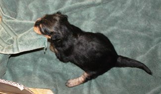 Black and tan puppy on green blanket.