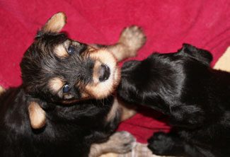 Two puppies play-fighting on a red blanket, with one puppy playfully biting the other's ear.