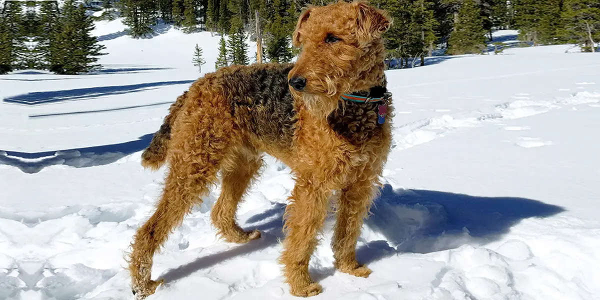 Airedale terrier standing on snow with a background of pine trees and a clear blue sky.