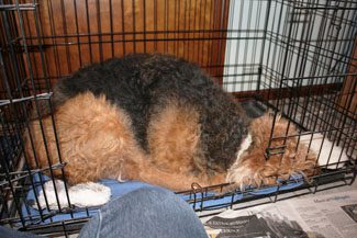 A large, tricolor dog lies curled up inside a metal crate, its face partially hidden and resting on the crate floor.