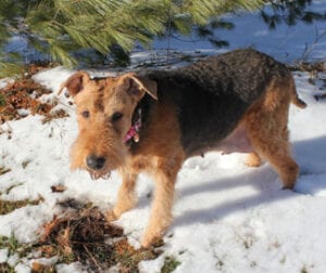 An Airedale terrier with a pink dog collar standing on a snowy ground