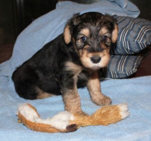 Black and tan puppy sitting with stuffed toy