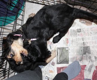 Merry and Noelle playing inside the cage