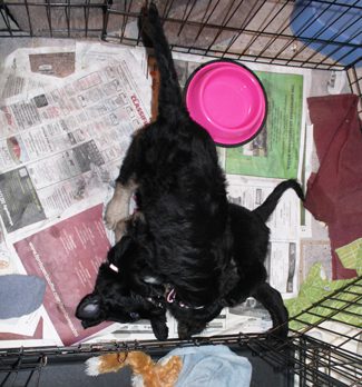 Merry and Noelle wrestle inside the cage