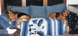 Two dogs sleeping at opposite ends on the couch