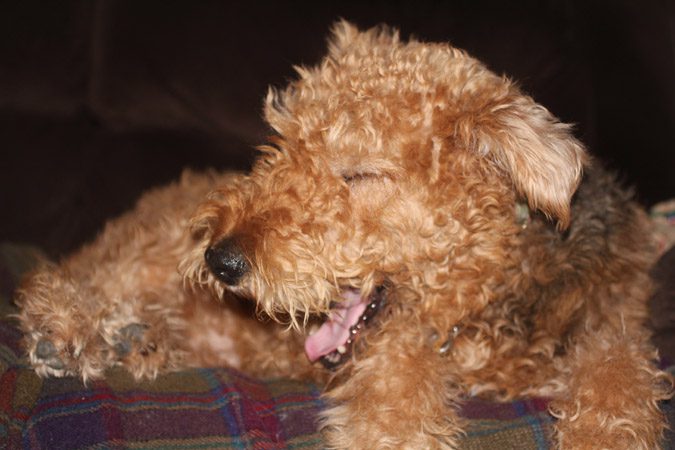 Charlotte yawning on the sofa