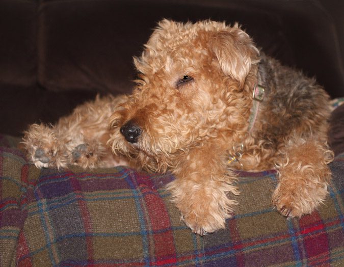 Charlotte relaxing on the sofa