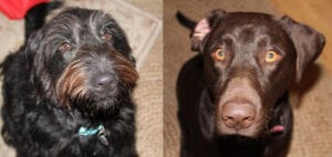 Two close-up photos of dogs side-by-side; the left is a scruffy black dog with a blue collar, and the right, a sleek brown labrador with a pink collar.
