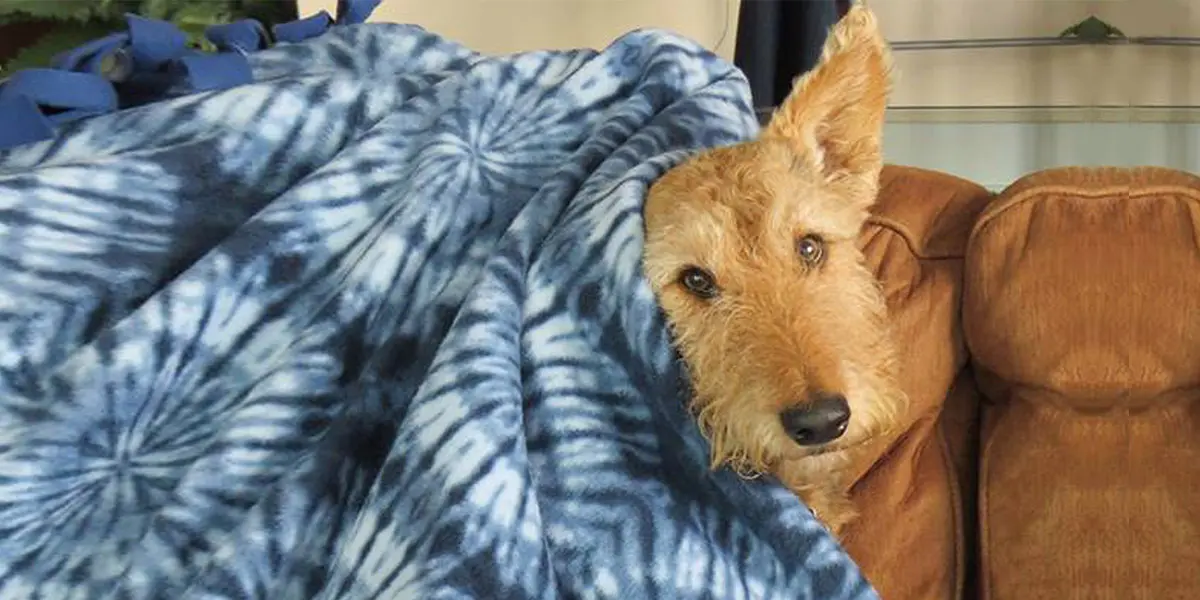 A scottish terrier peeks out from under a blue tie-dye blanket on a brown couch.