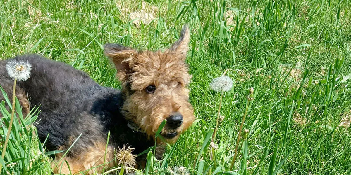 A welsh terrier dog lying in a grassy field dotted with dandelions on a sunny day.