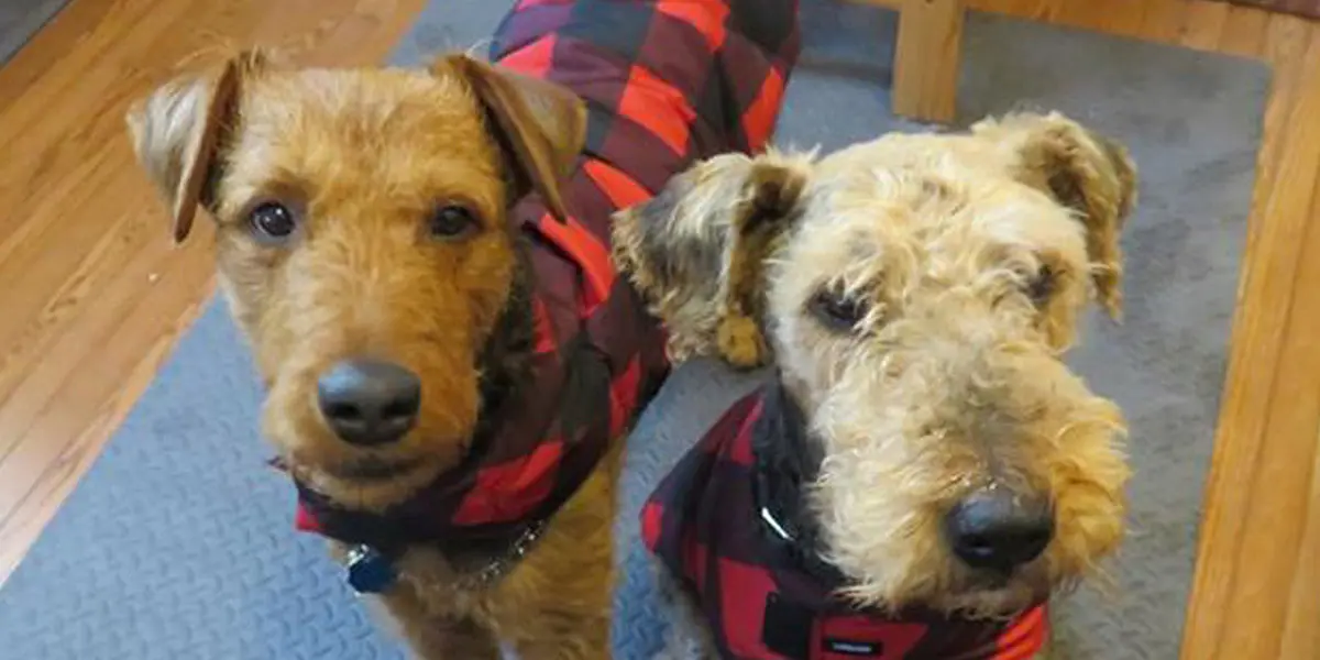 Two irish terriers wearing matching red and black plaid coats, looking directly at the camera.