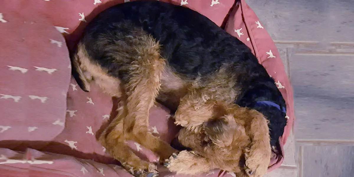 Airedale terrier curled up sleeping on a red dog bed with white dog bone patterns.