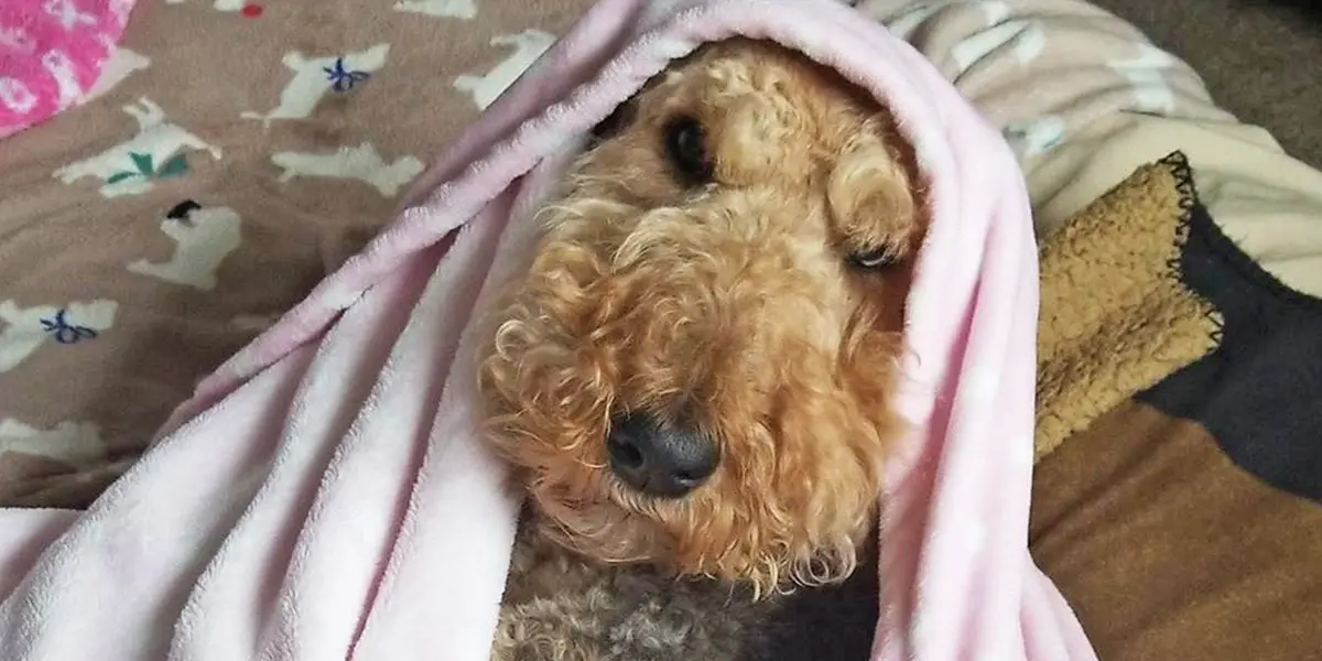 Airedale terrier dog peeking out from under a pink blanket, looking cozy and cute.