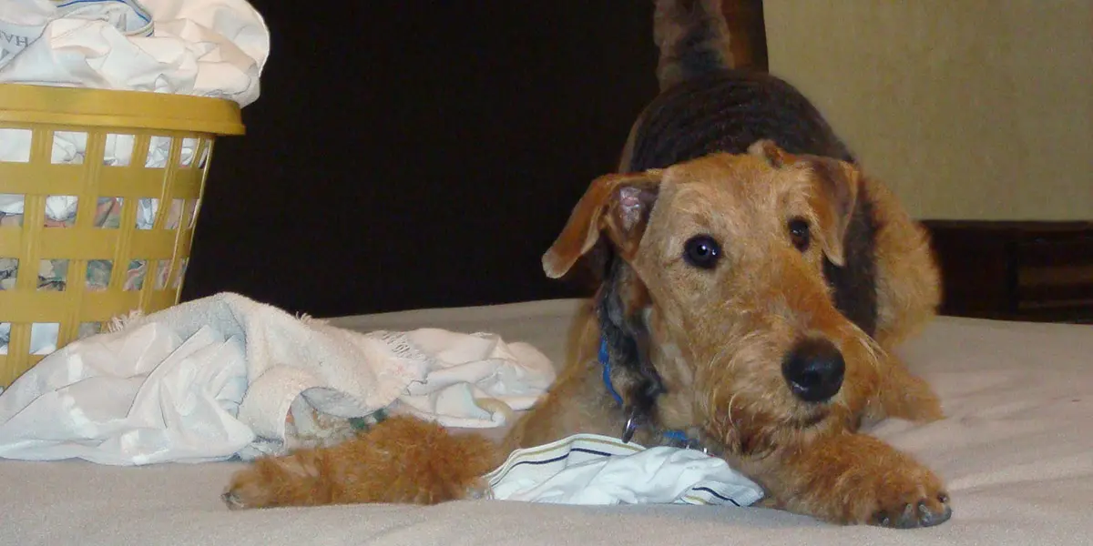 Airedale terrier lying on the floor next to an overturned laundry basket with clothes scattered around.