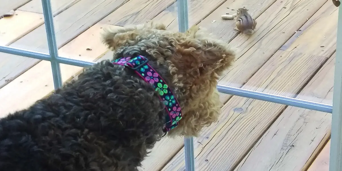 A brown curly-haired dog wearing a floral collar curiously observing a bird on a wooden deck.