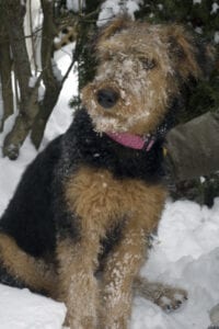 Airedale with pink collar and snowy muzzle
