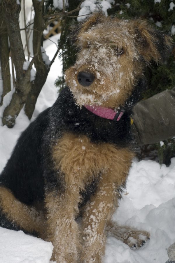 Annie with snow on the face