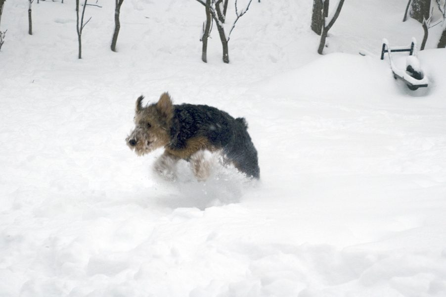 Annie running through the snow