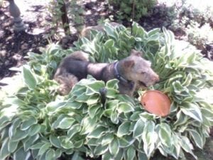 Airedale curled inside a variegated hosta ring