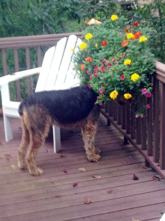 Bingley sniffing the flowers