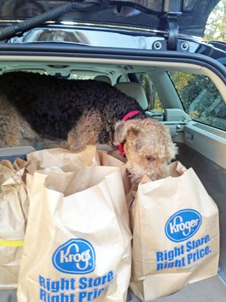 Bingley sniffing the paper bags