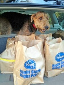 Airedale dog peeks over grocery bags in trunk