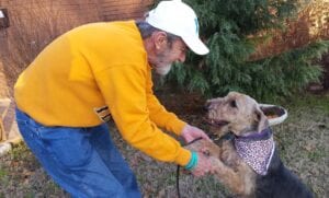 An elderly man in a yellow sweatshirt and white cap playing with a brown airedale terrier, who is wearing a patterned bandana.