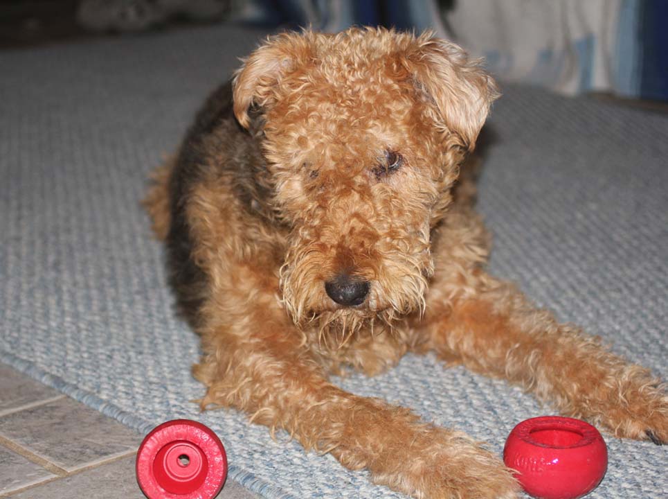 Charlotte next to her red chew toys