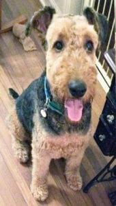 Airedale terrier sitting on a wooden floor inside a home, looking at the camera with its tongue out.