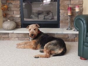 Airedale terrier resting on rug by fireplace