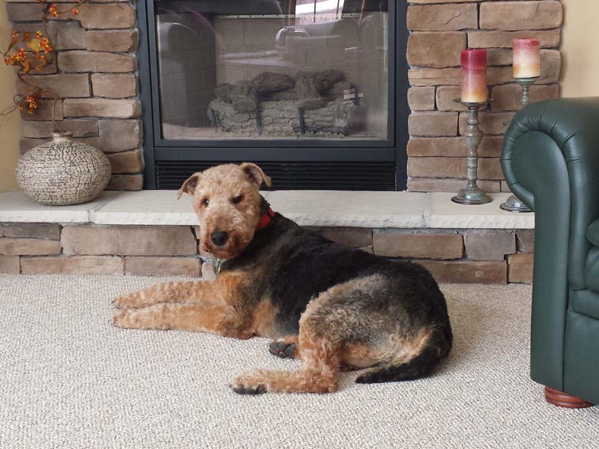 Cosmo sitting by the fireplace