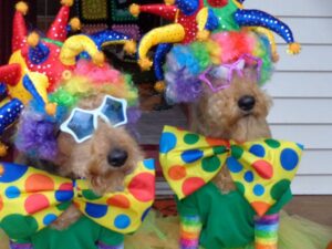 Two dogs in rainbow jester costumes SOAR