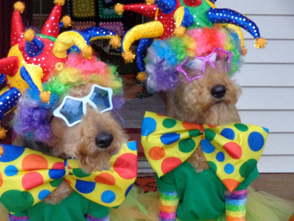 Two dogs in rainbow jester costumes SOAR