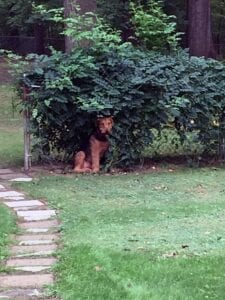 A german shepherd dog sitting under green bushes next to a stone pathway in a lush garden.