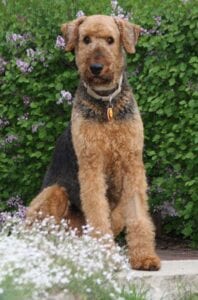 Airedale terrier sitting in a garden, surrounded by greenery and purple flowers.