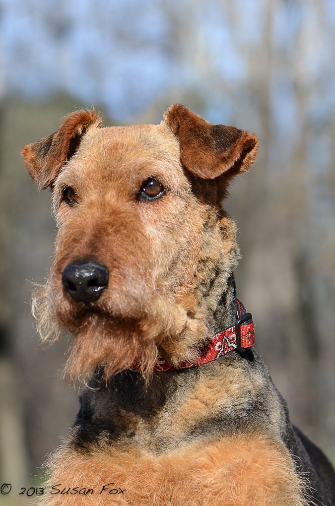 Layla 675 Airedale terrier with a red collar posing outdoors, displaying its distinctive rough coat and beard.