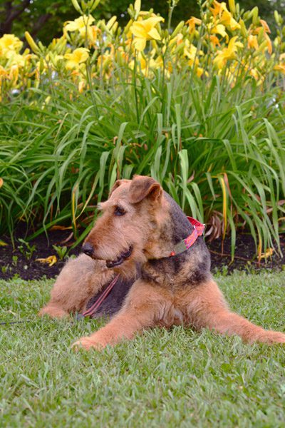 Layla Fox 400 Airedale terrier dog lying on grass in front of yellow flowers, wearing a red neck scarf.