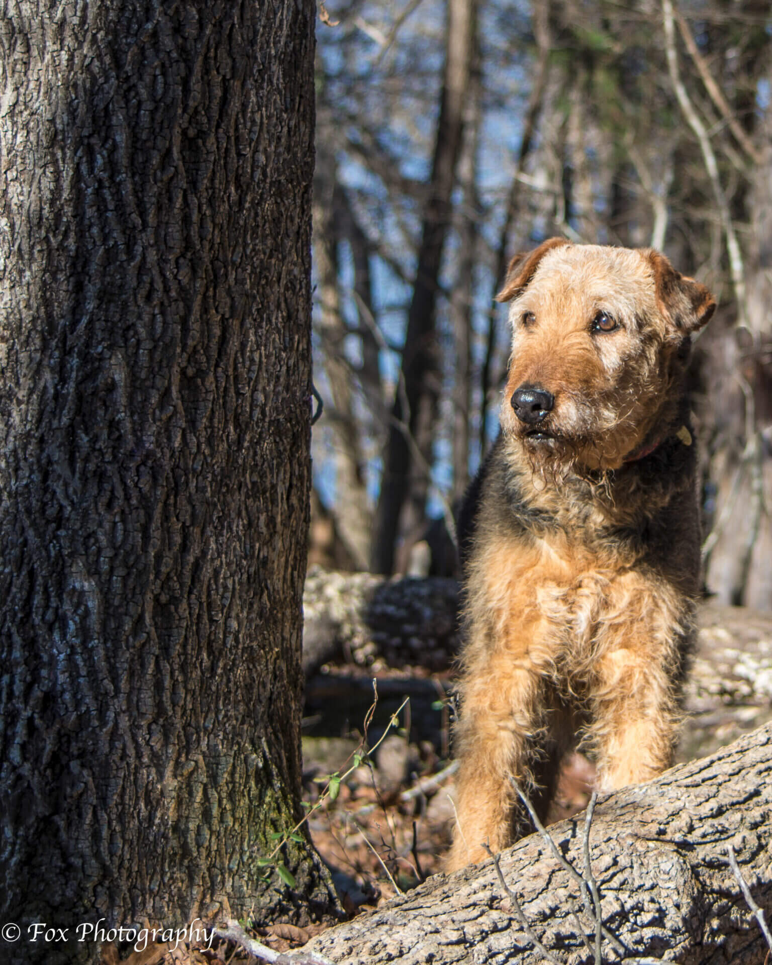 LaylaFundPolicy Airedale terrier dog leaning against a tree in a forest, with a focused expression and sunlight highlighting its fur.