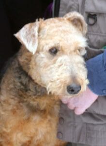 A close-up photo of a brown terrier dog with a clipped coat sitting calmly in a person's lap, partially visible in a jacket.