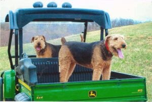 Two airedale terriers standing in the bed of a green john deere gator utility vehicle in a grassy field.