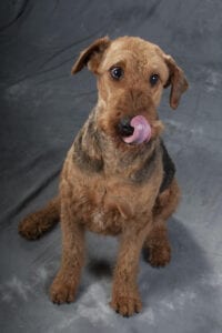 Airedale terrier dog sitting on a gray backdrop, licking its nose with its tongue.